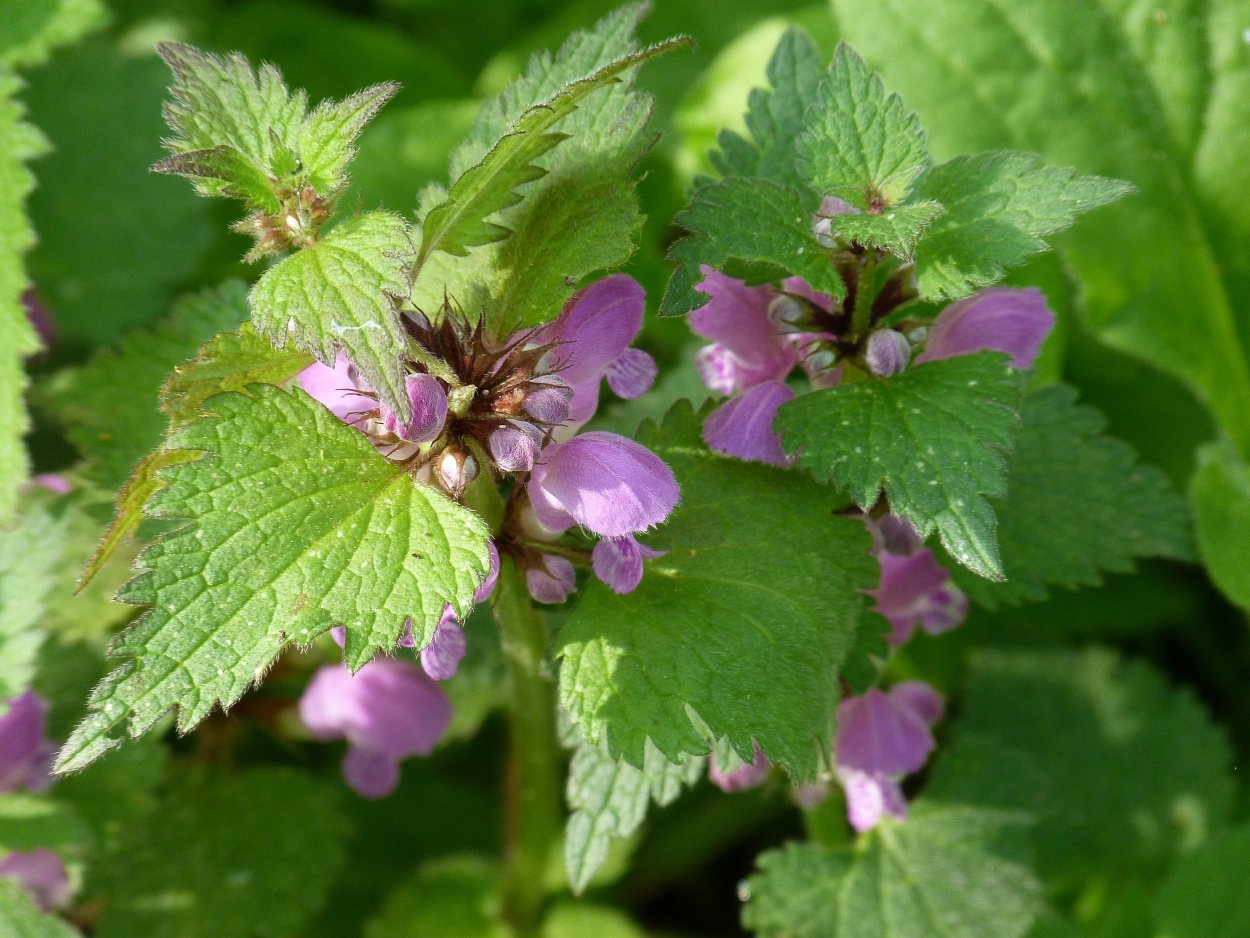 Земляника Дикая Лесная