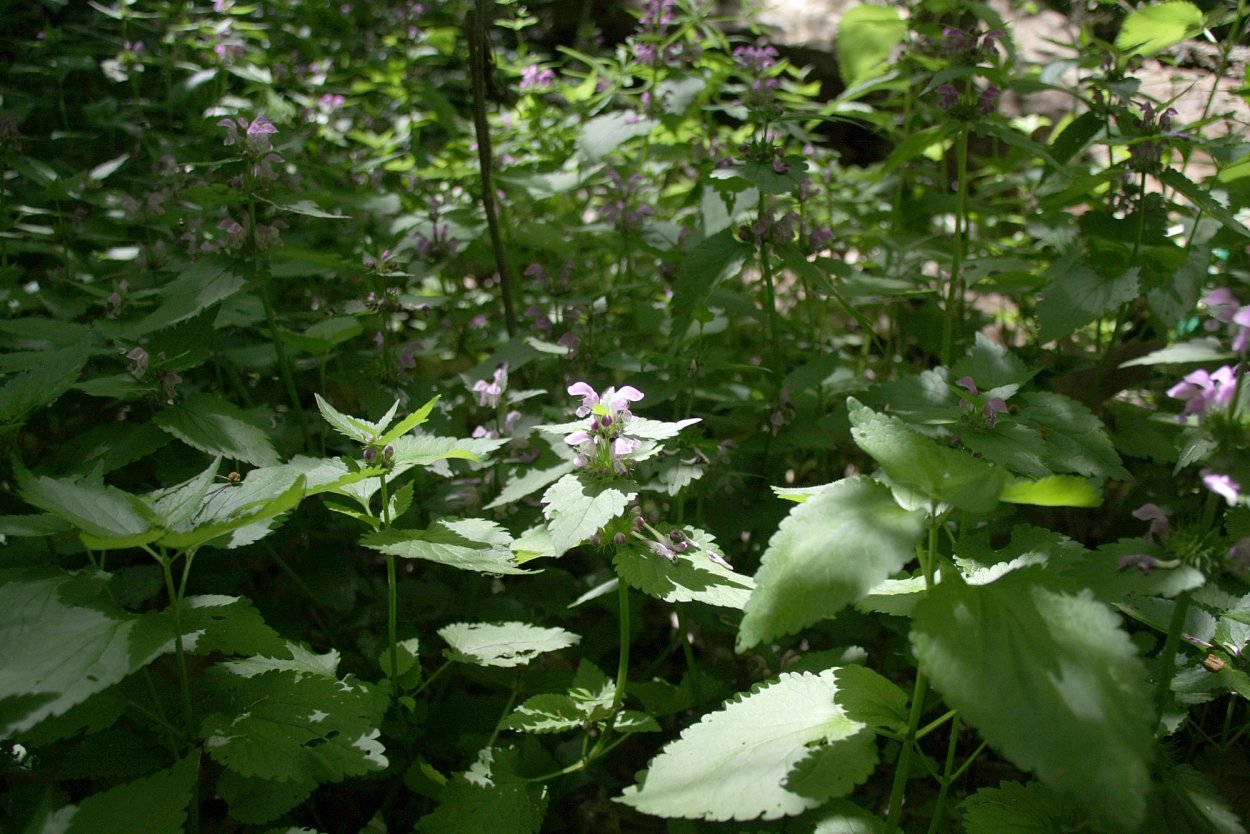 Яснотка белая глухая крапива