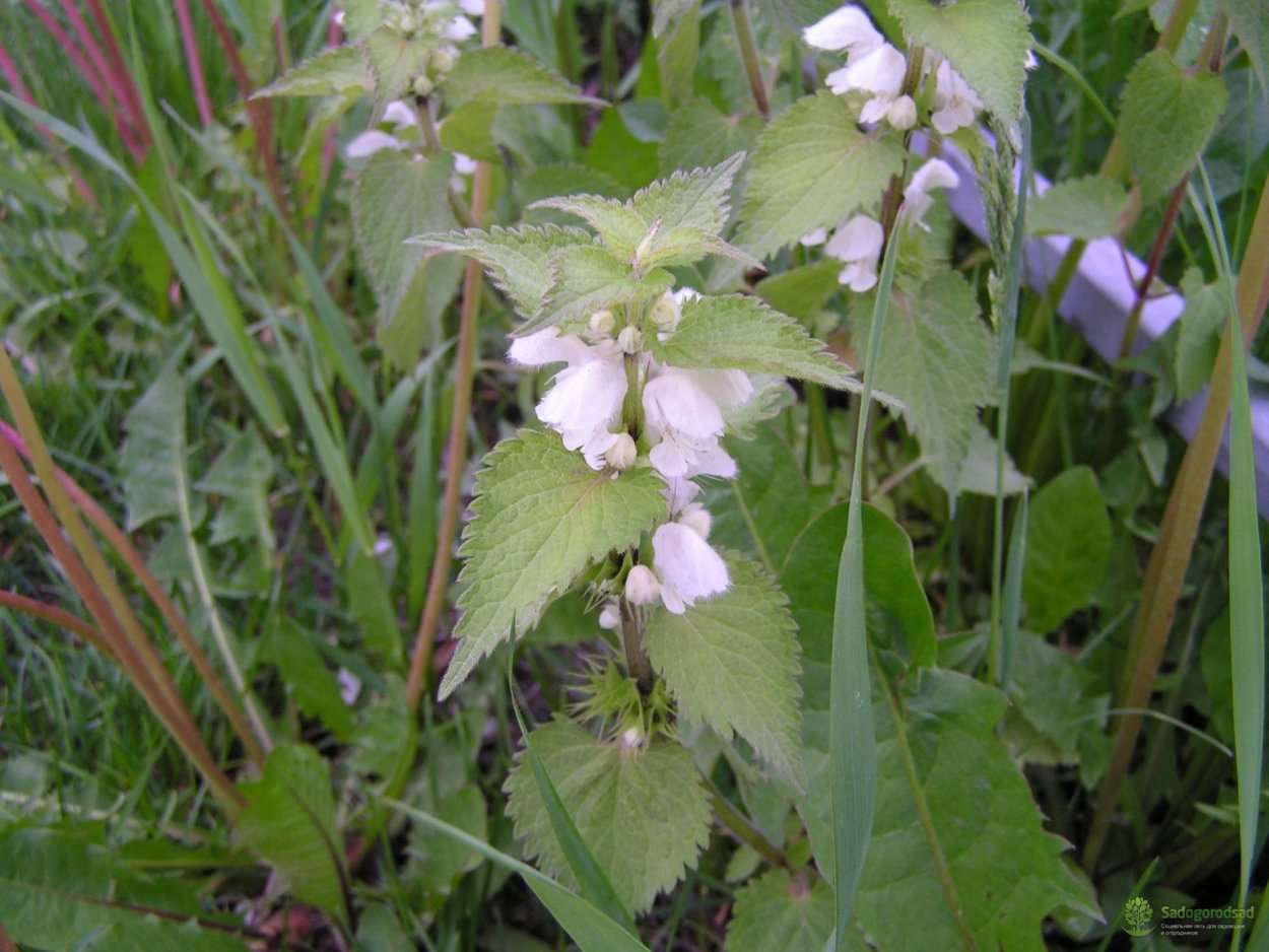 Яснотка Полевая Луговая