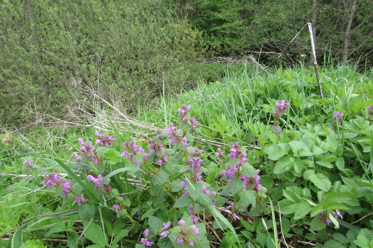 Крапива ядовитое растение