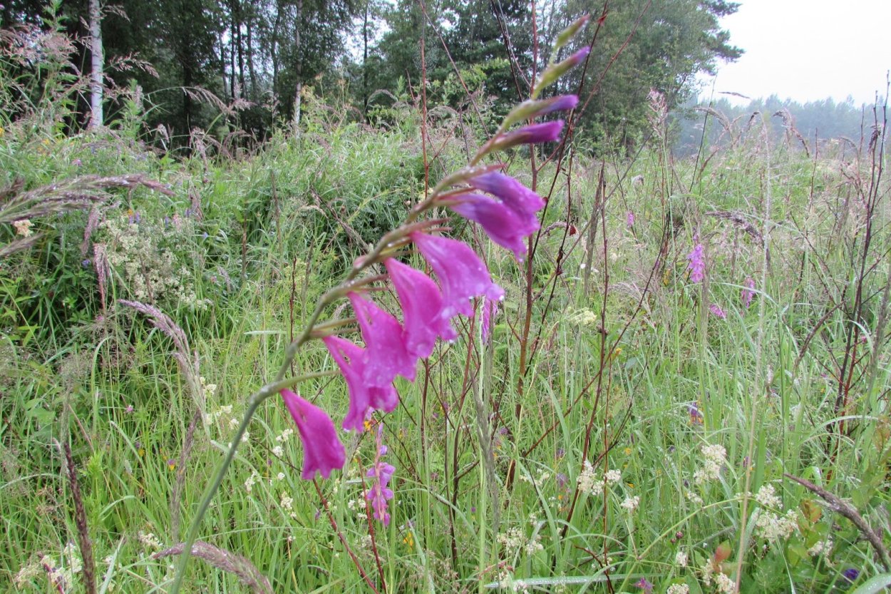 Строение цветка крапивы