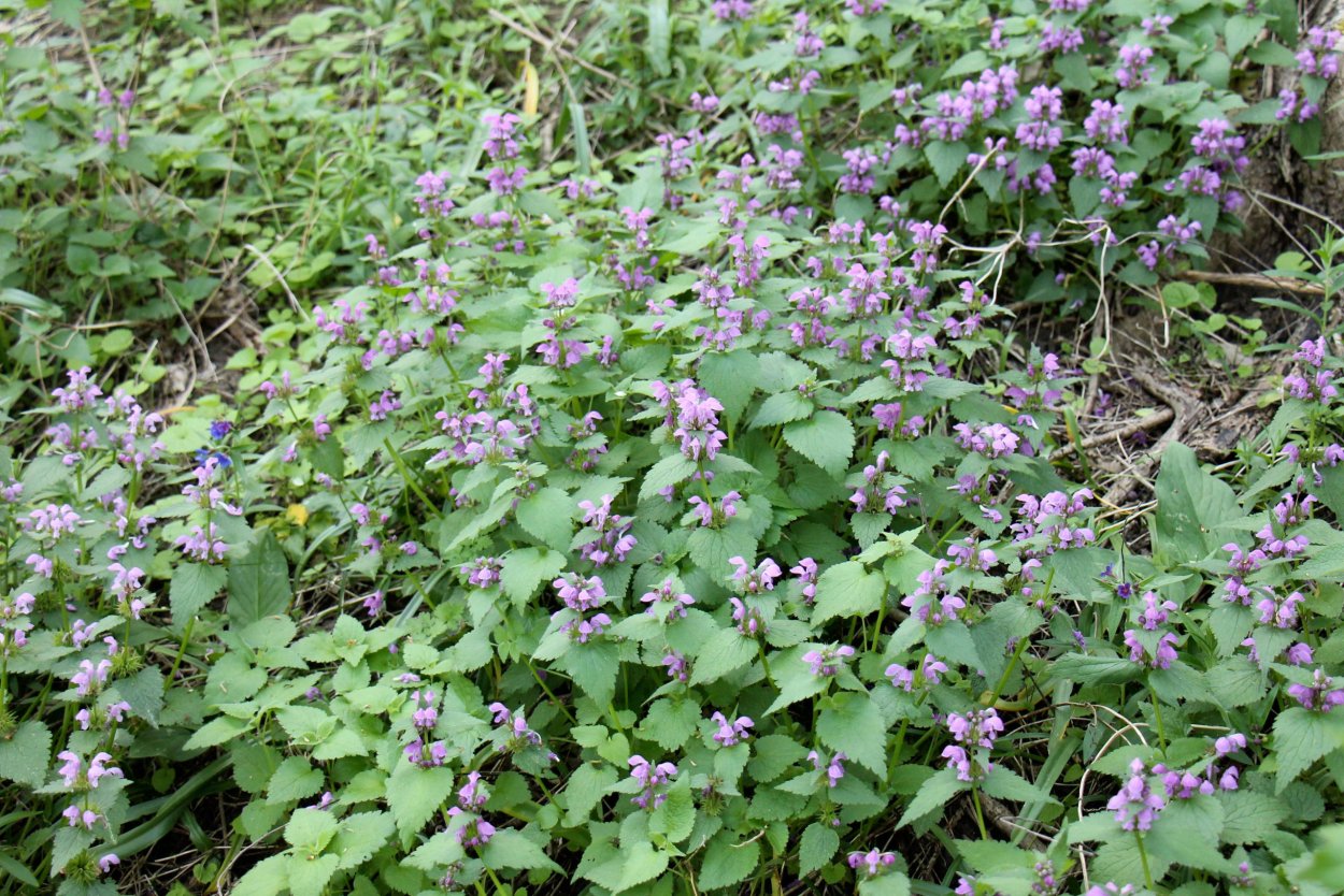 Будра плющевидная побеги