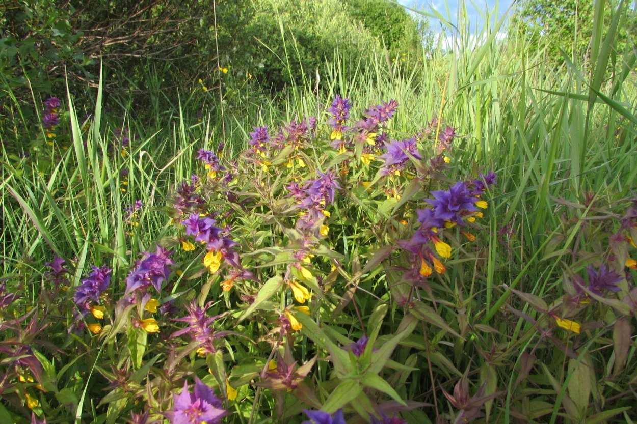 Яснотка ползучая