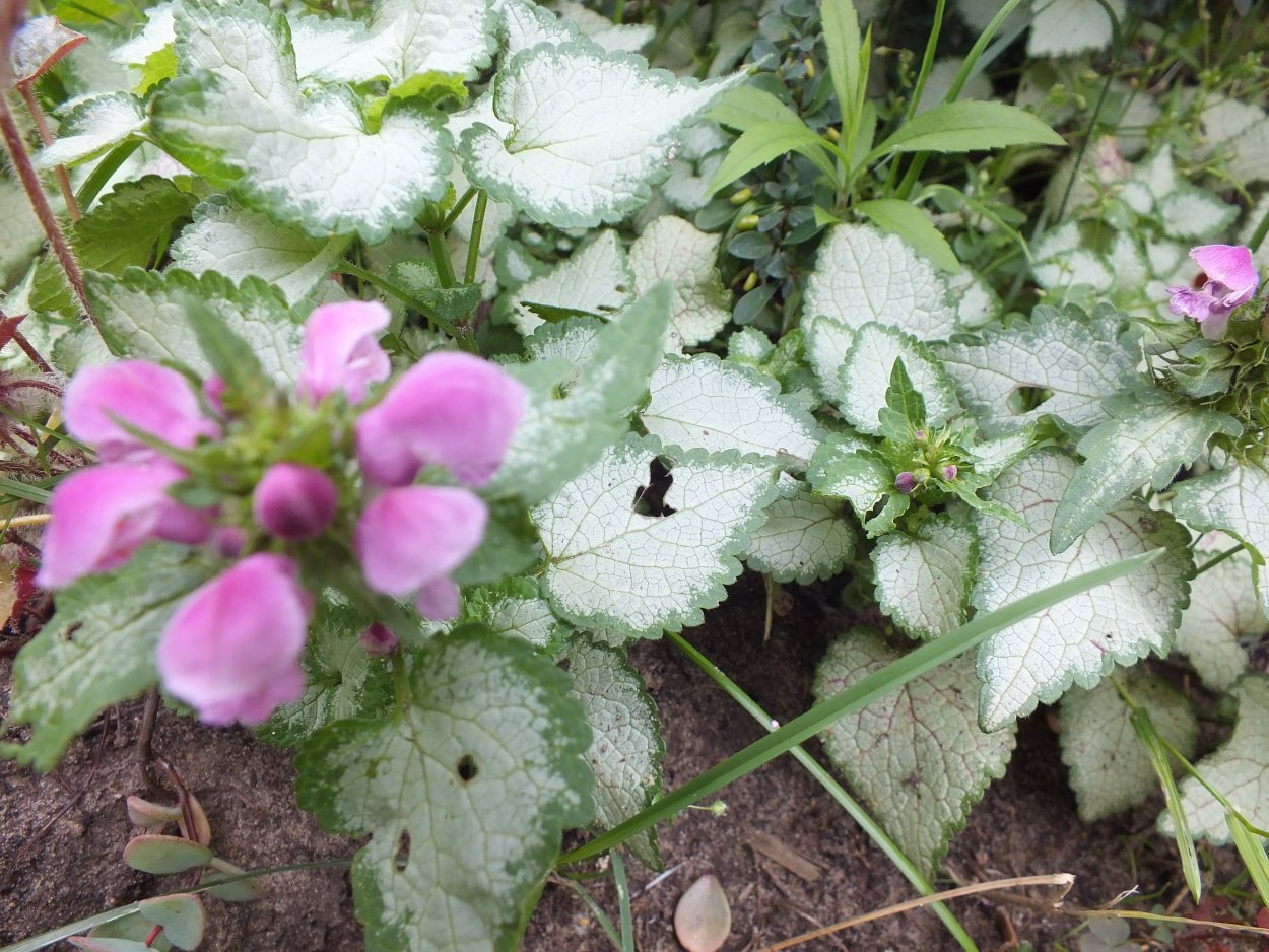 Яснотка ползучая