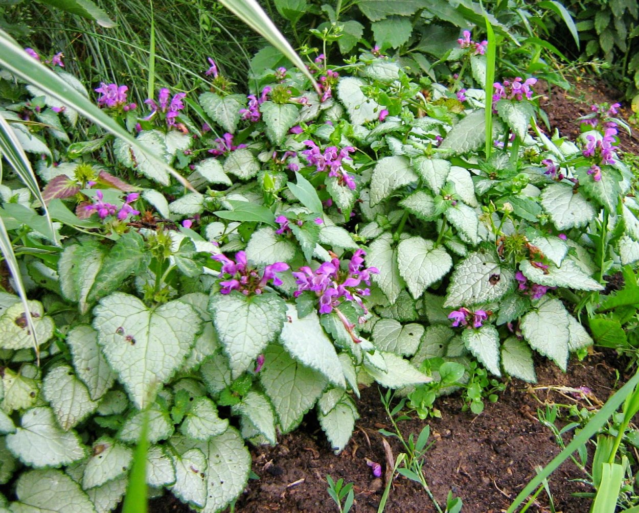 Будра плющевидная