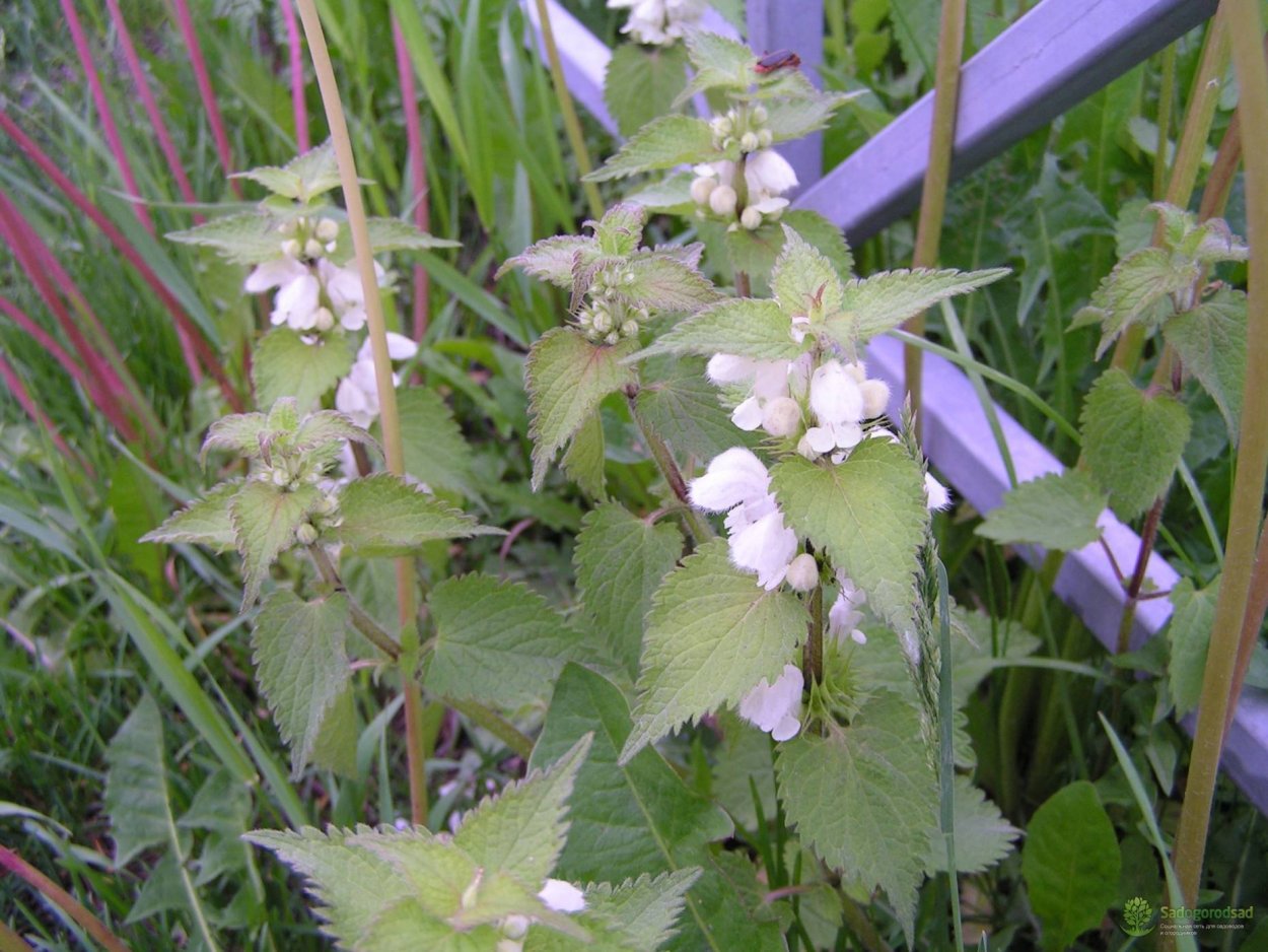 Яснотка белая пурпурная