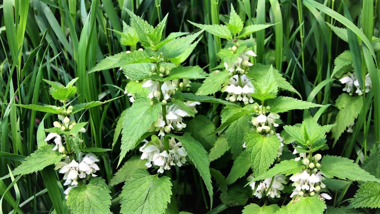 Яснотка белая глухая крапива