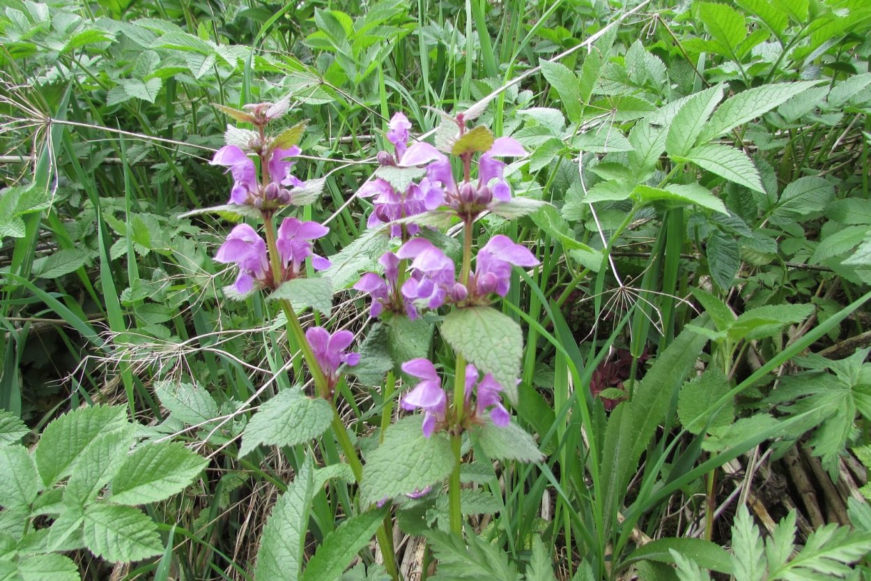 Яснотка пурпурная крапива