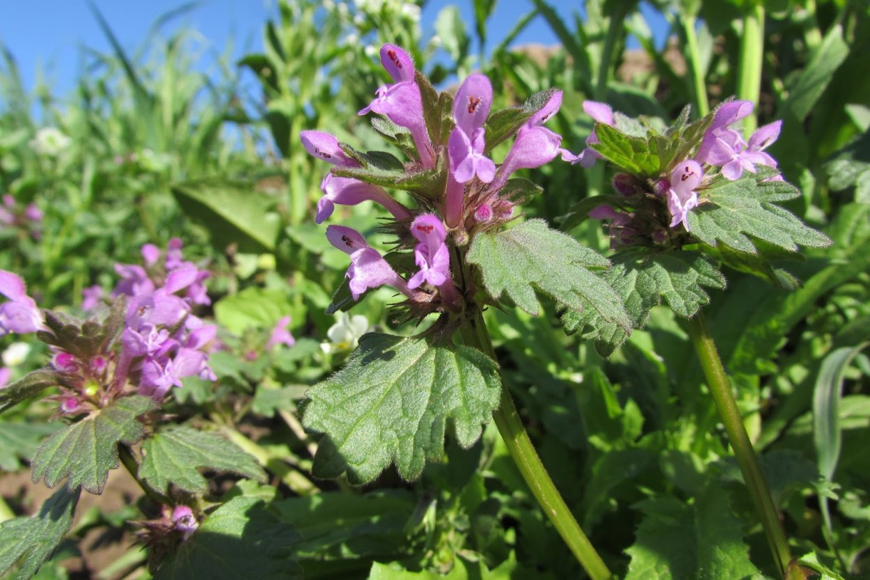Мелисса лекарственная сладкий сон фото