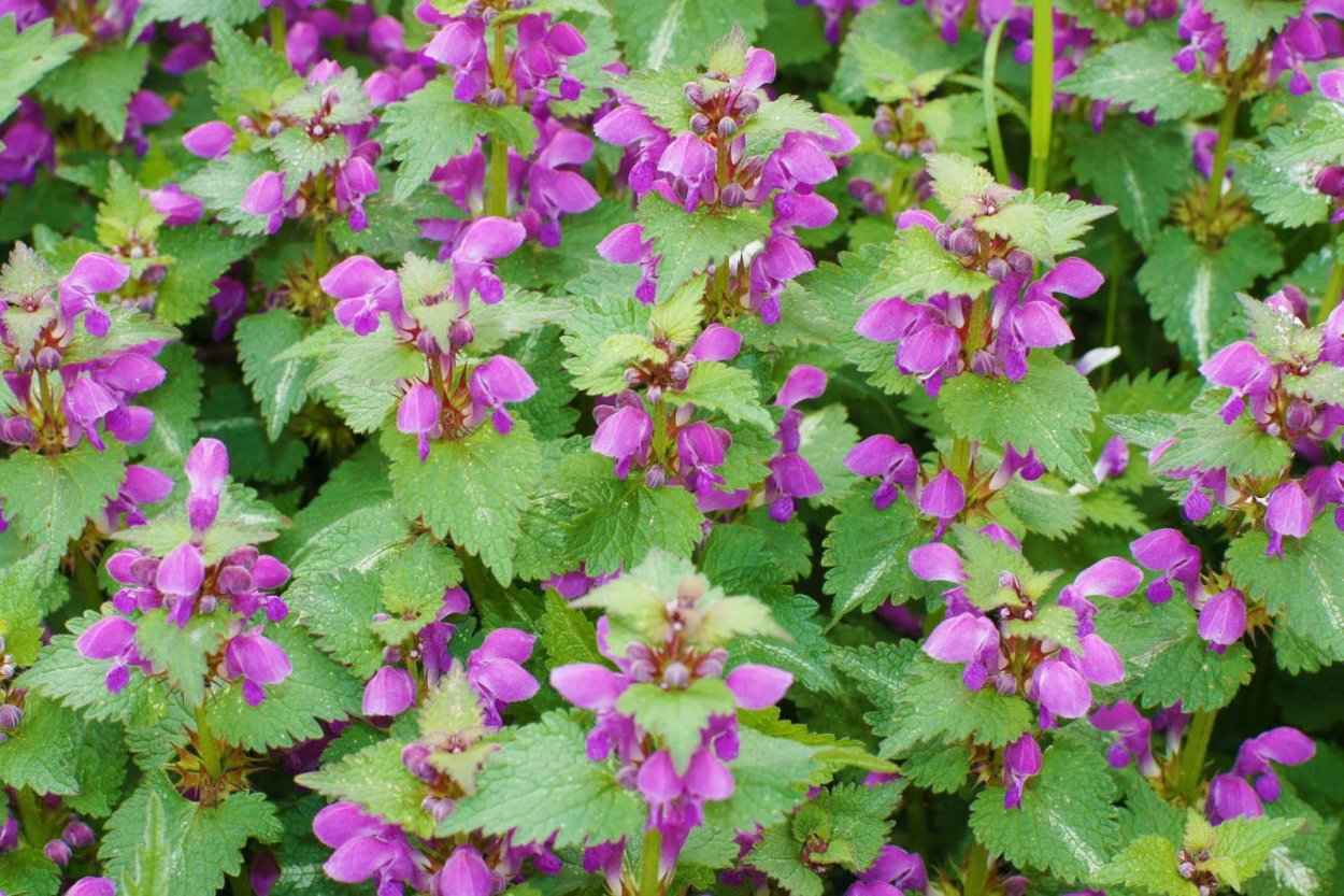 Яснотка будра