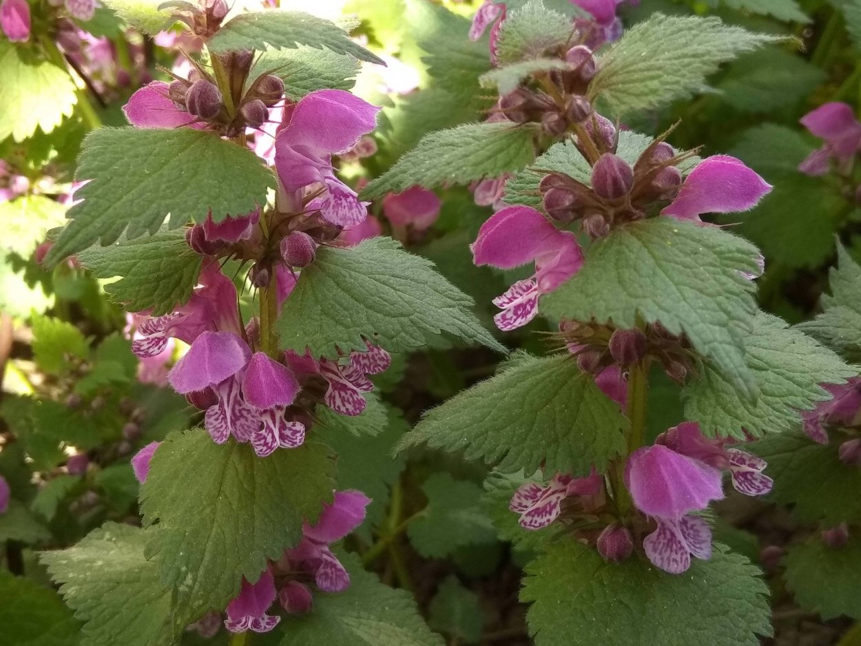 Яснотка ампельная фото