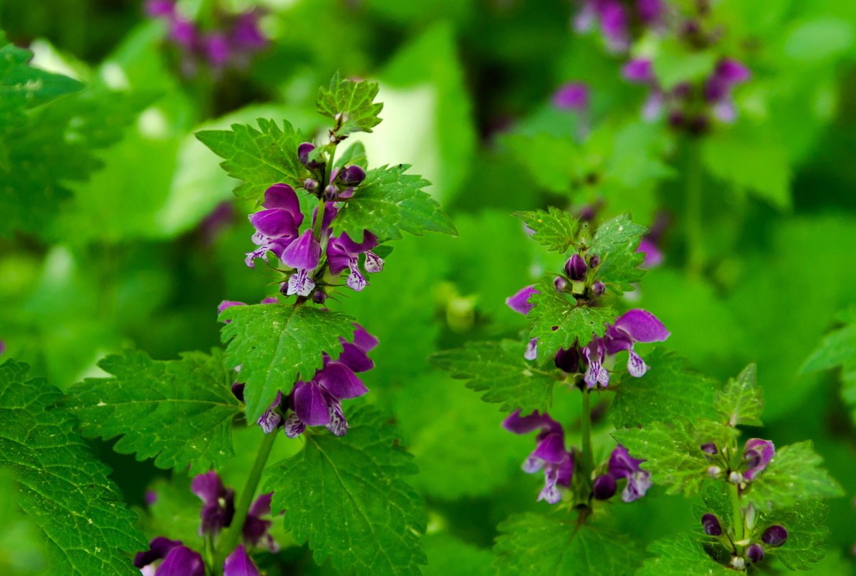 Растения-паразиты Марьянник