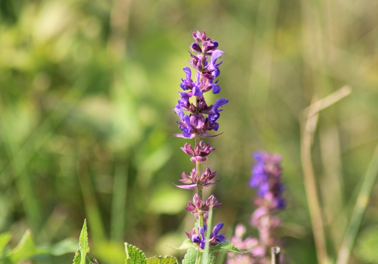 Атлас определитель травянистые растения леса