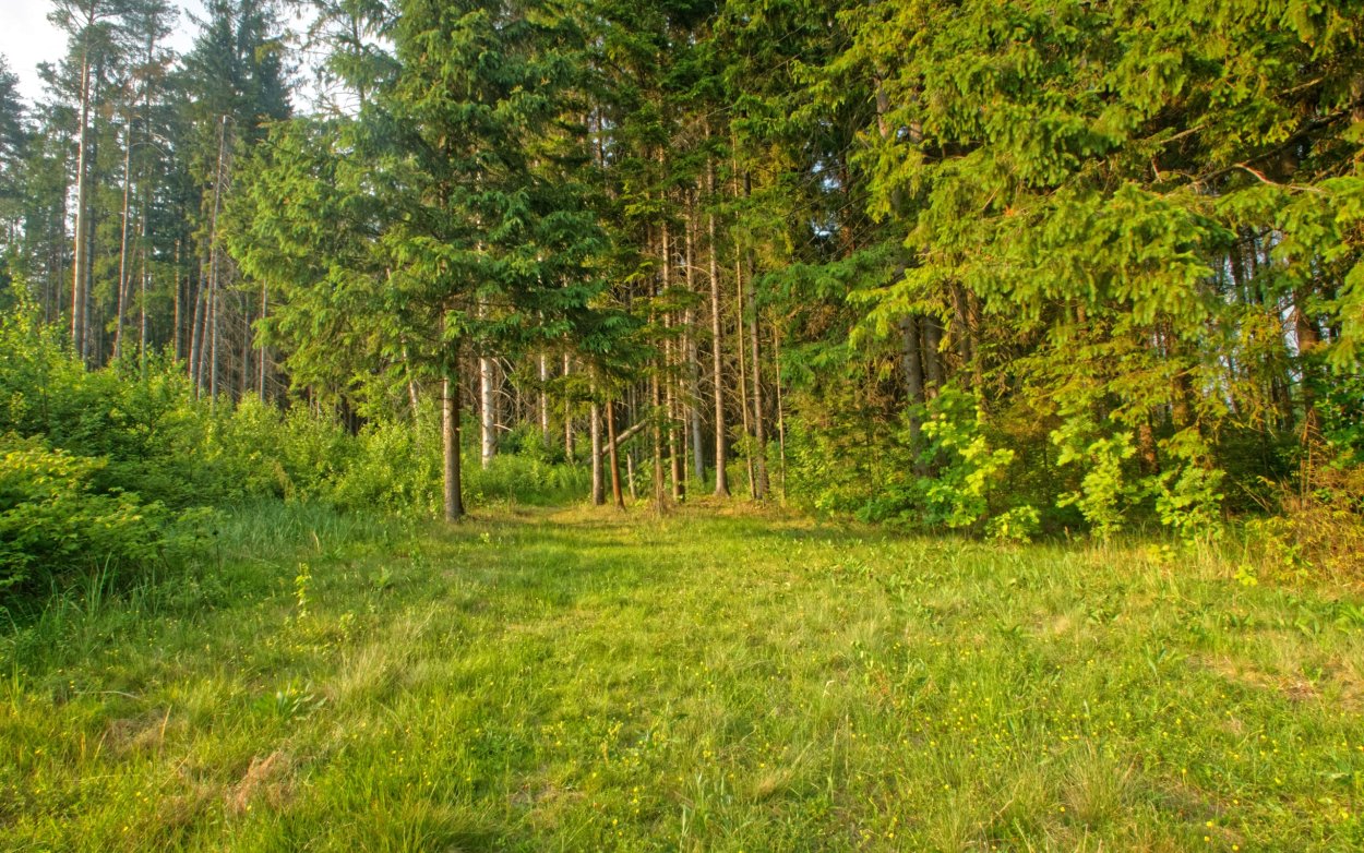 Поляна около леса
