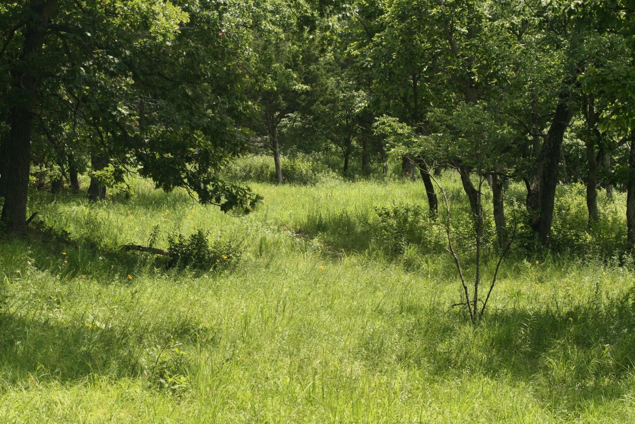 Лужайка в лесу