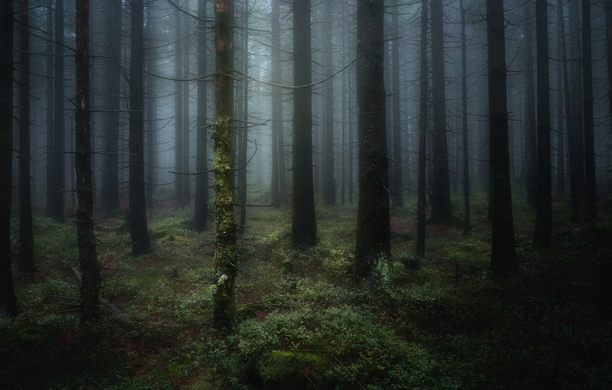 Дарк Форест густой лес