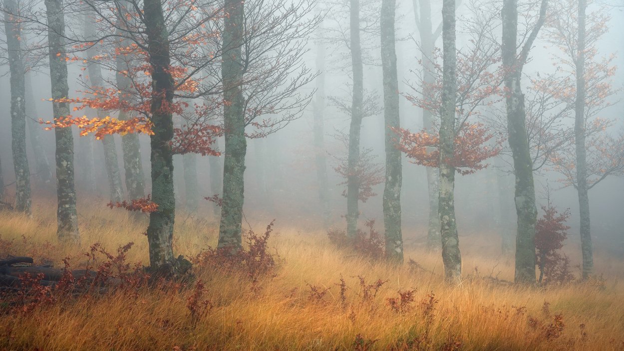 Утренний туман в лесу