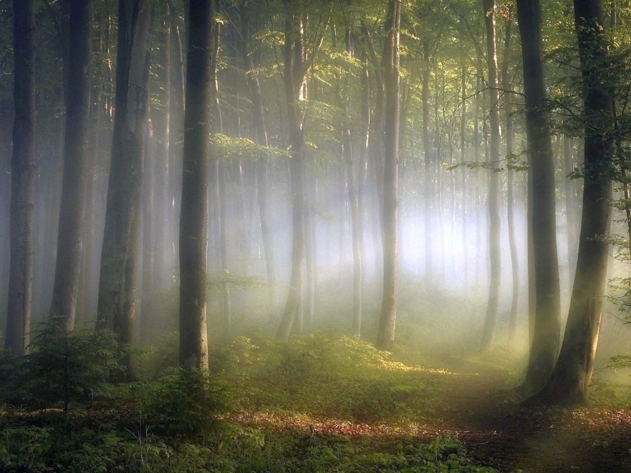 Лес в тумане