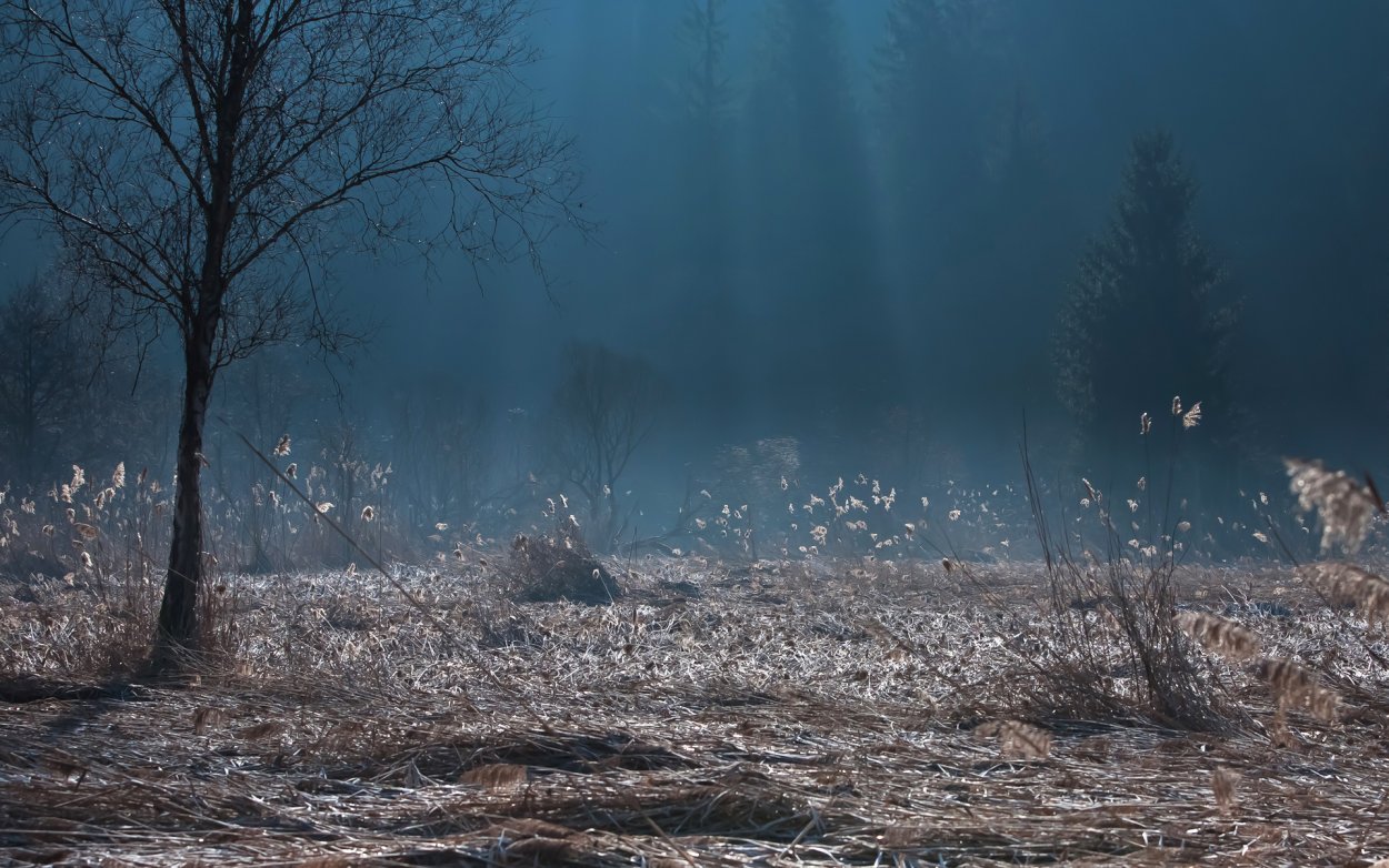 Темная Поляна в лесу