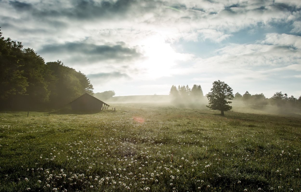 Туман в поле