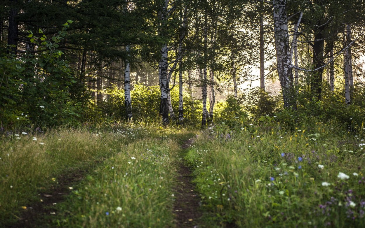 Уральская опушка Поляна