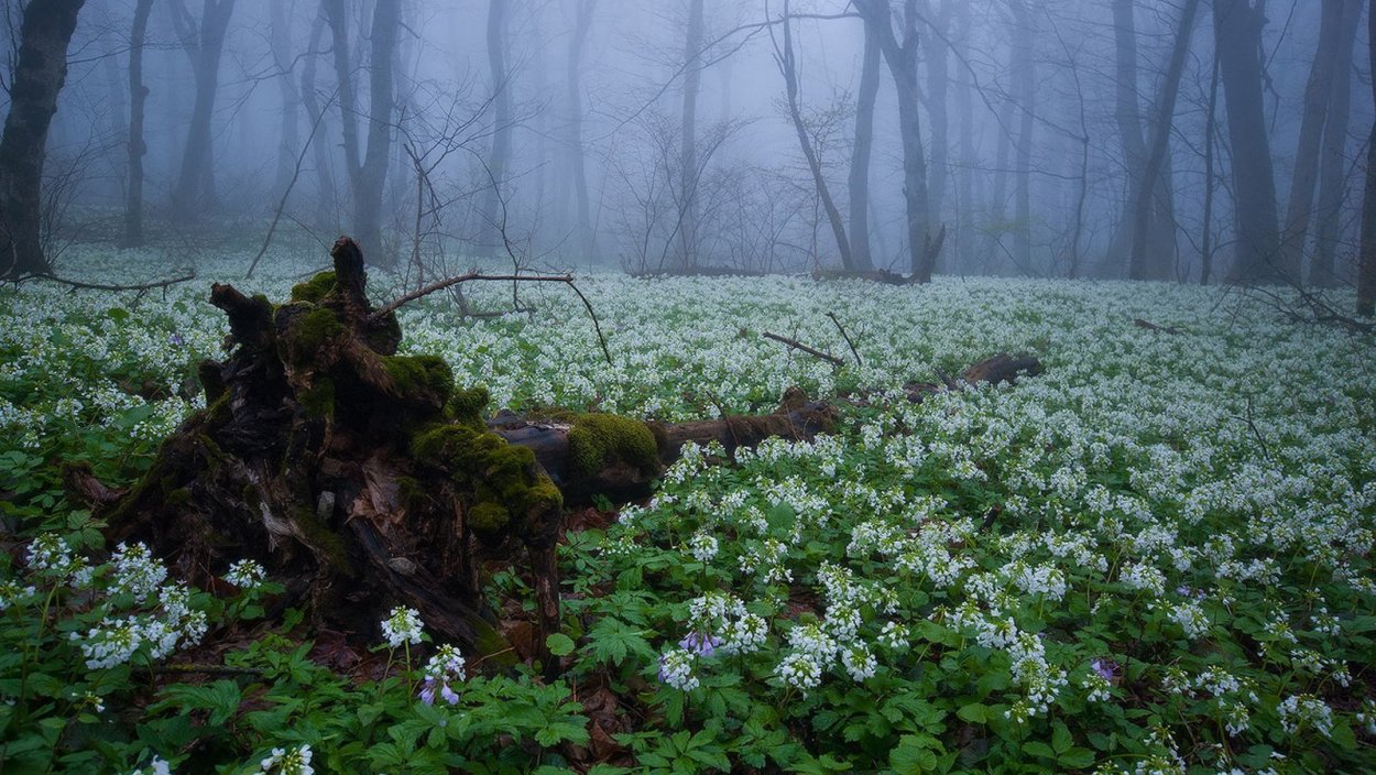 Фиалка сорт дремучий лес