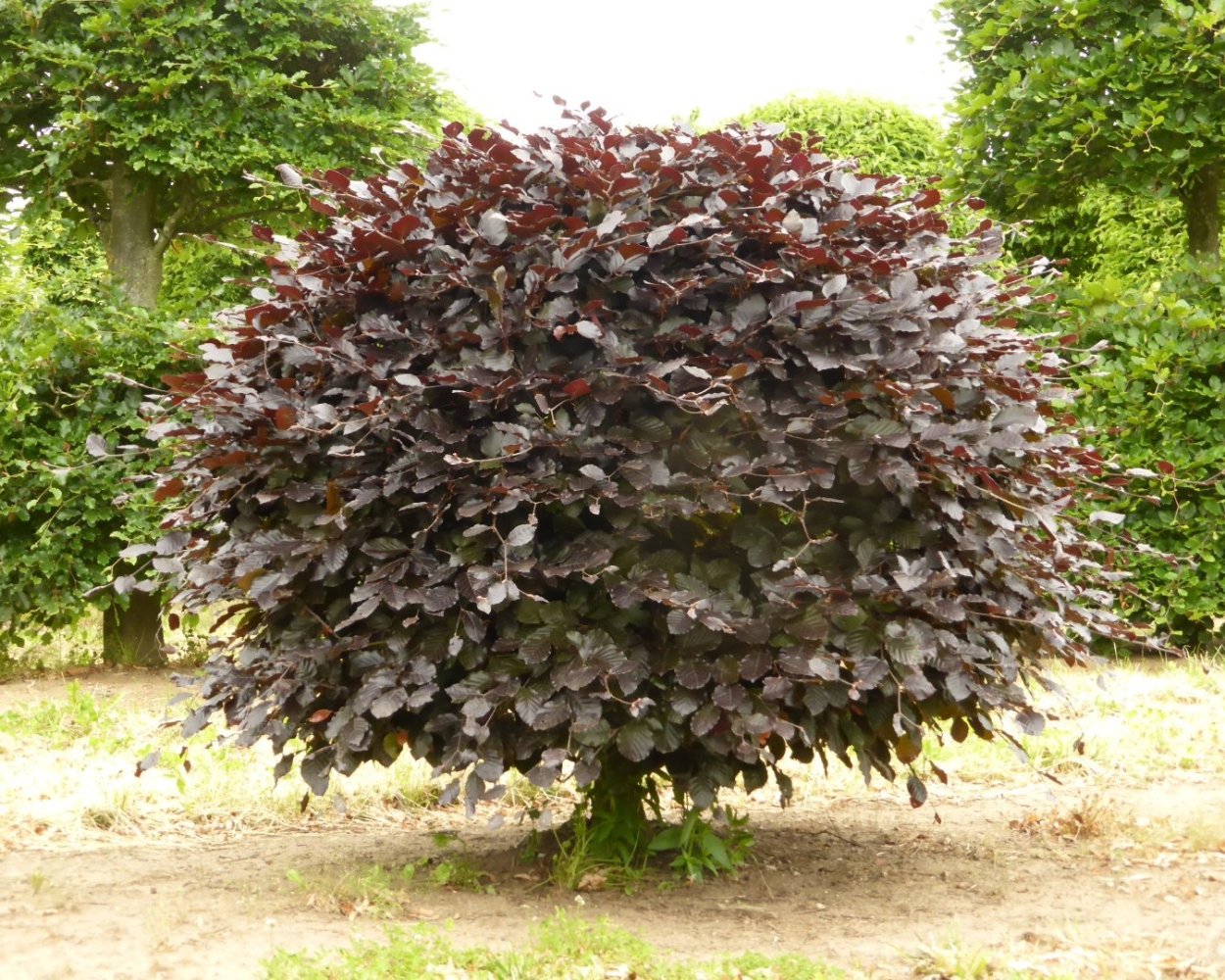 Бук Европейский purpurea latifolia листья