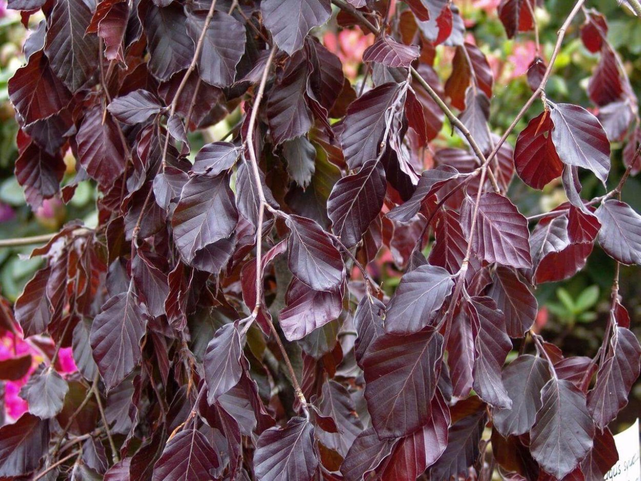 Бук Лесной purpurea (Пурпурея)