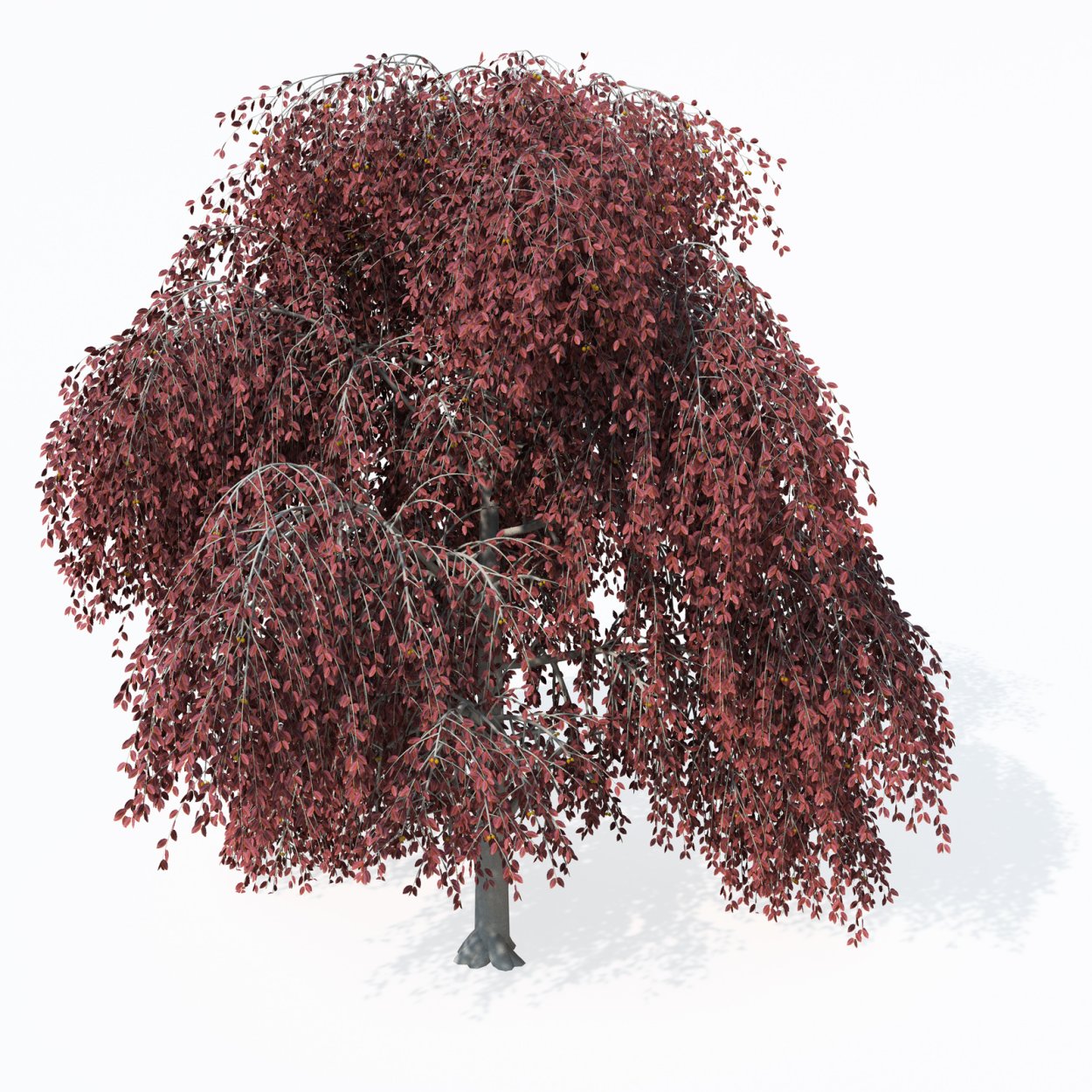 Fagus sylvatica 'purpurea Tricolor'