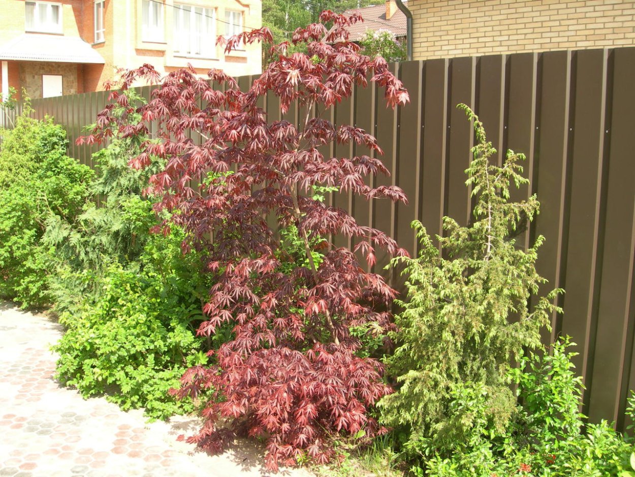 Лещина обыкновенная purpurea