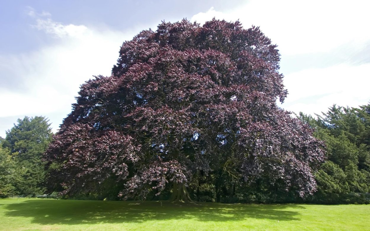 Бук Лесной (Fagus sylvatica "Atropunicea")*