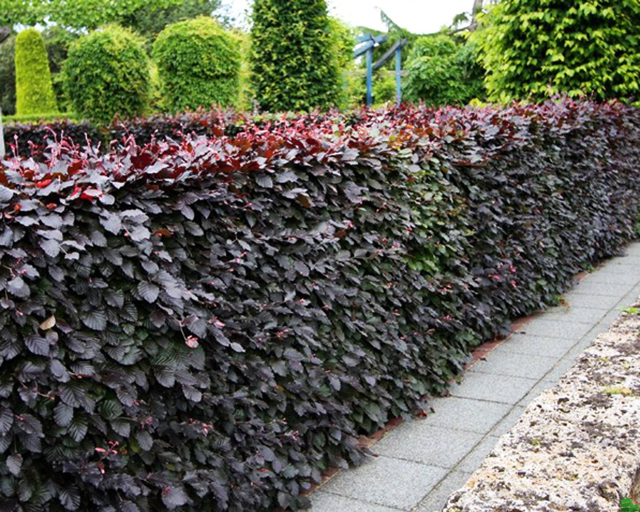 Бук Лесной (Fagus sylvatica "Atropunicea")*