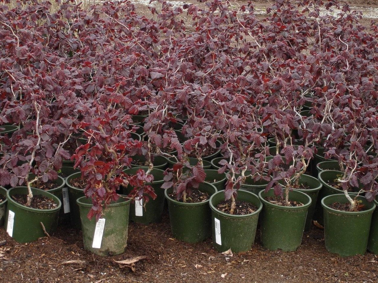 Quercus Robur 'Atropurpurea'