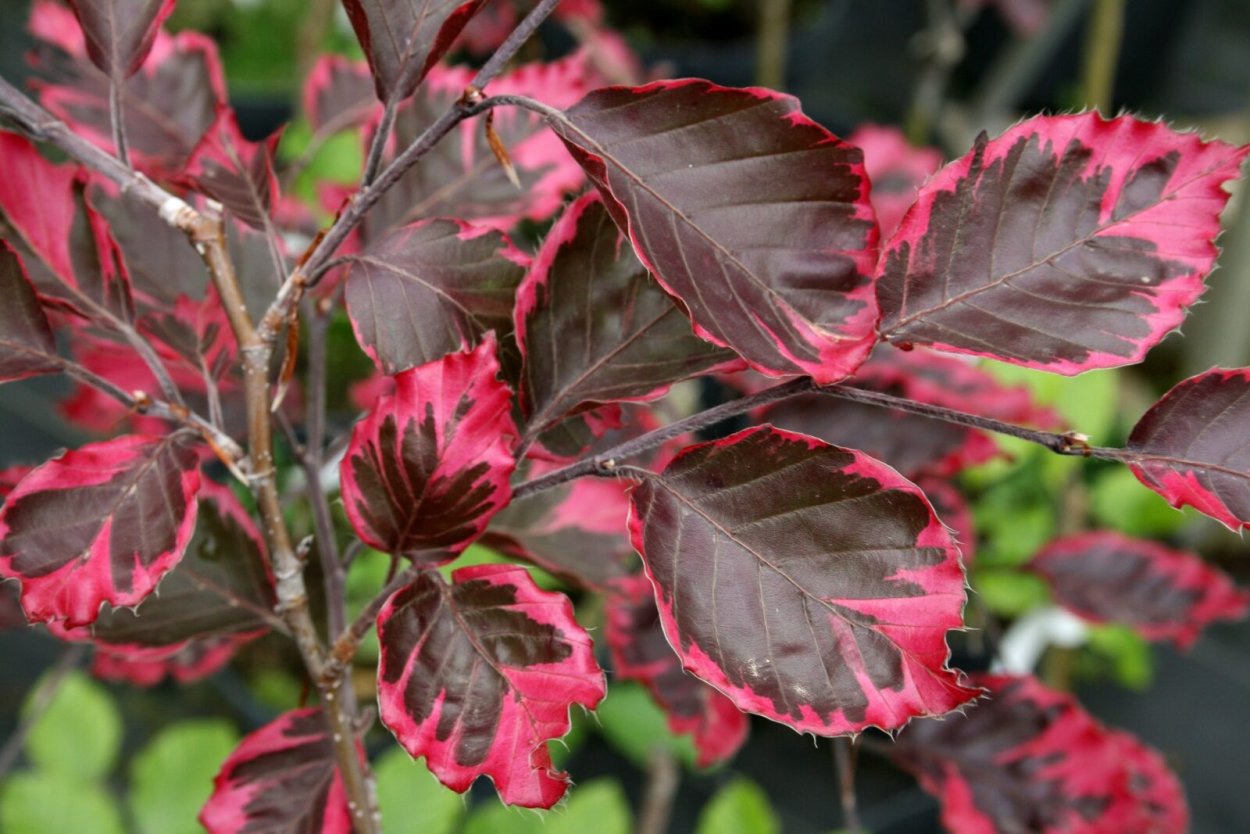 Fagus sylvatica Skrzat