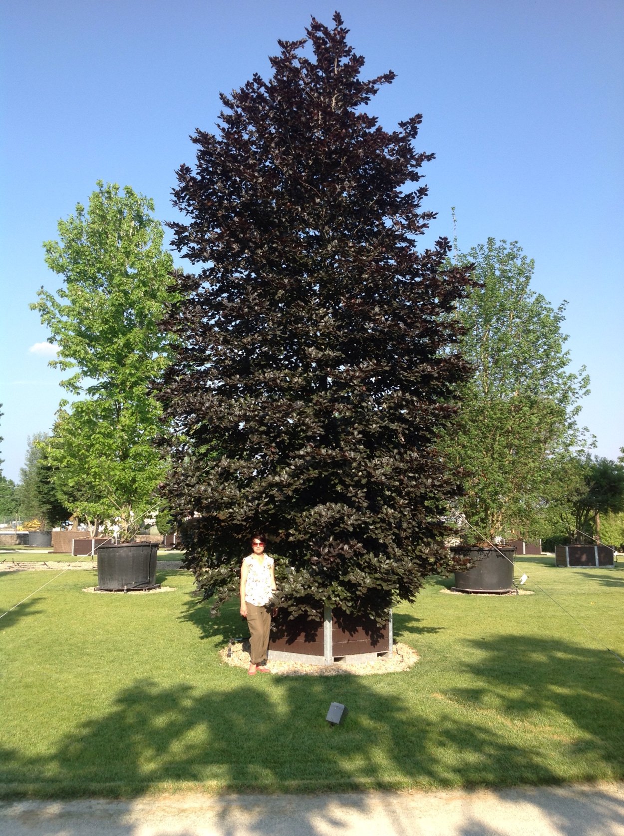 Бук Fagus sylvatica 'albomarginata