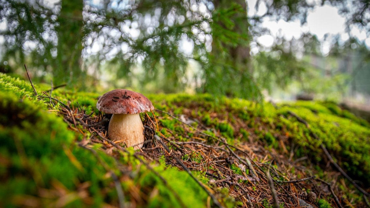 Armillaria ostoyae