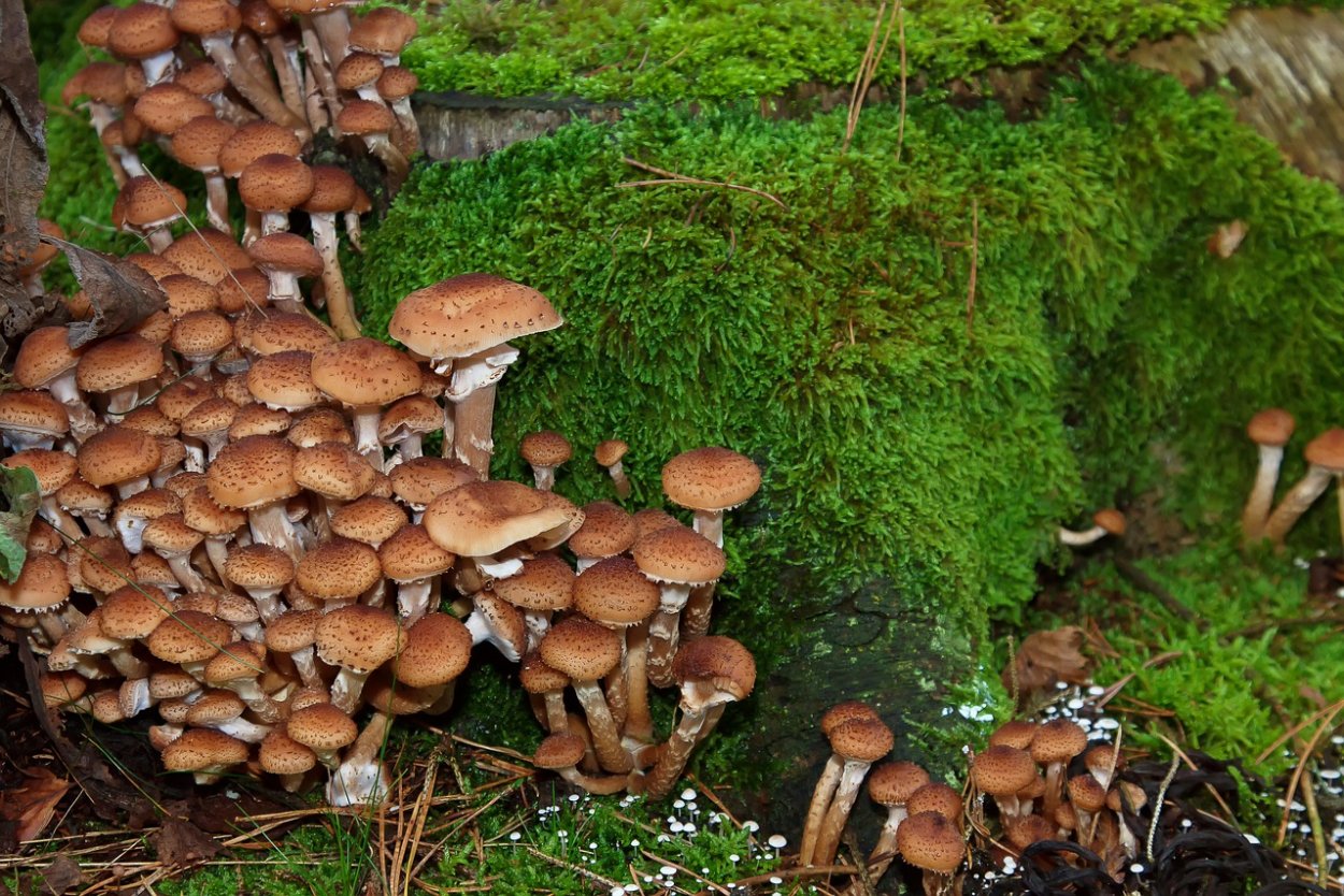 Лисички грибы Поляна