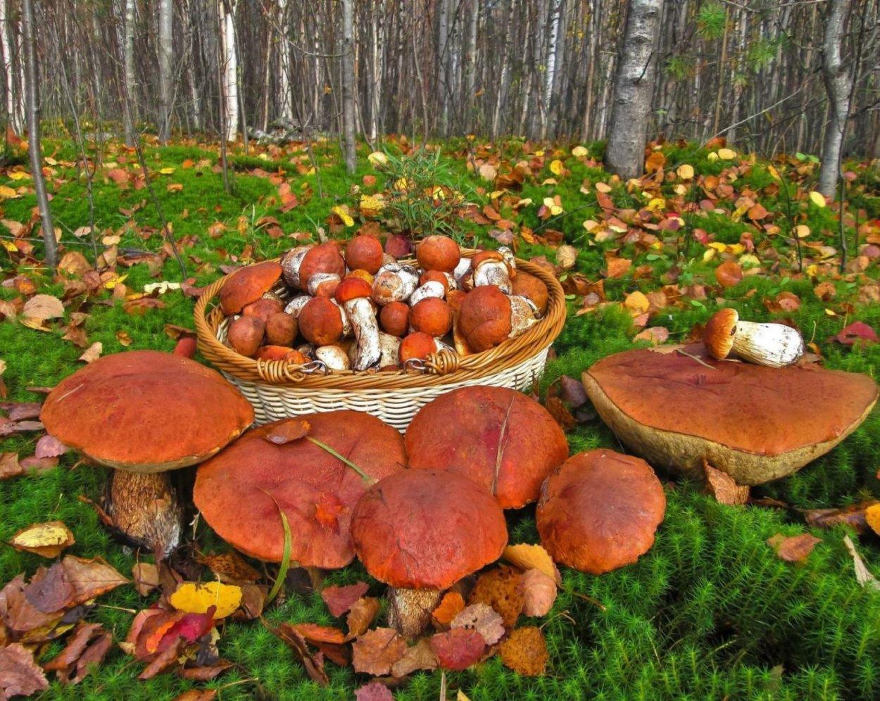 Красивый грибной лес