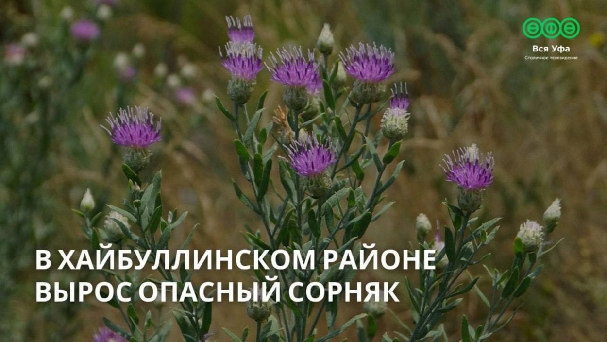 Горчак Луговой ползучий