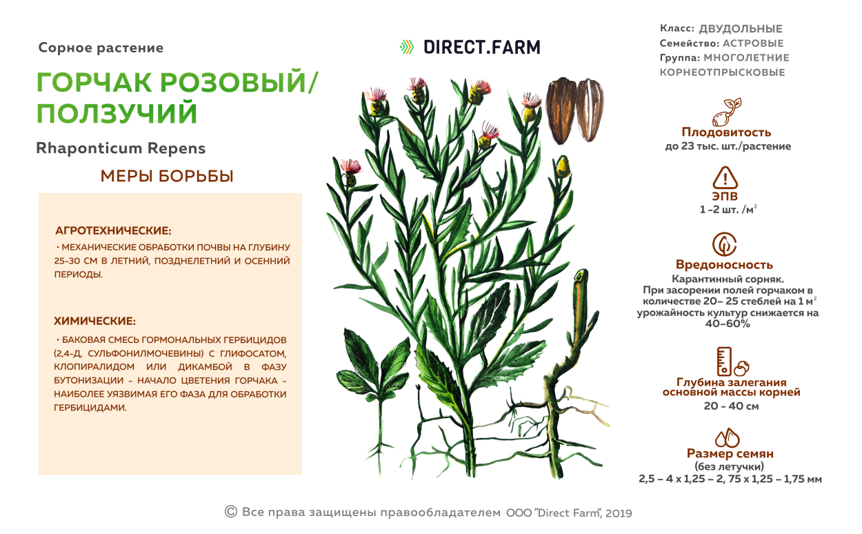 Горчак ползучий розовый семена