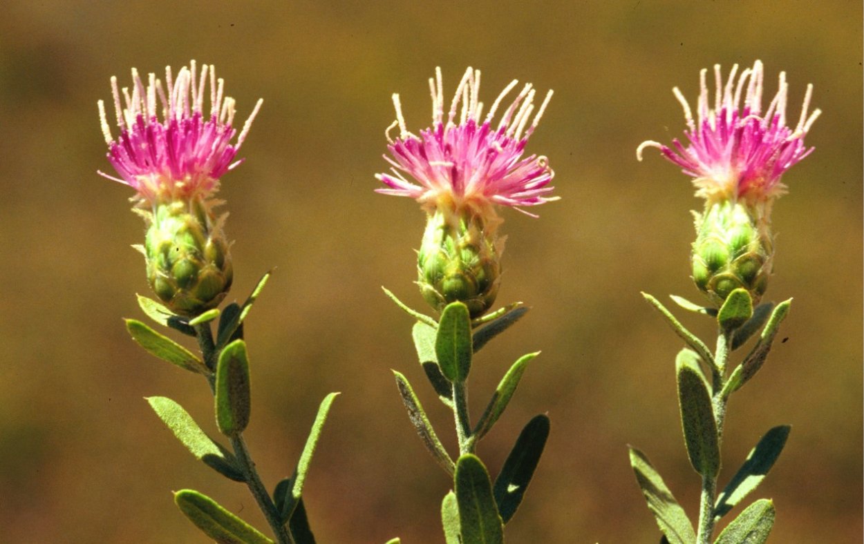 Горчак ползучий (Acroptilon repens)