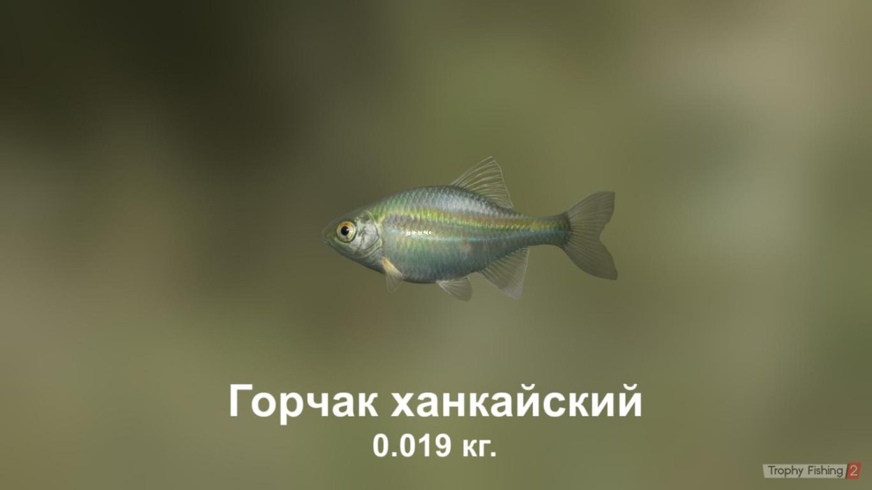 Бодяк обыкновенный полевой