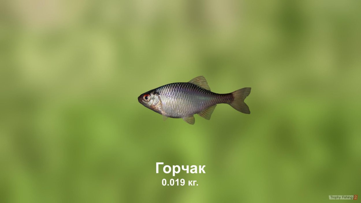 Бодяк разнолистный ботаника