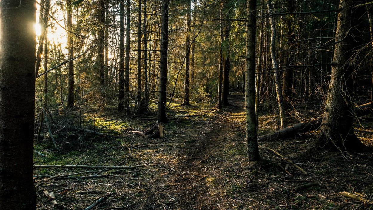 Бурелом в лесу