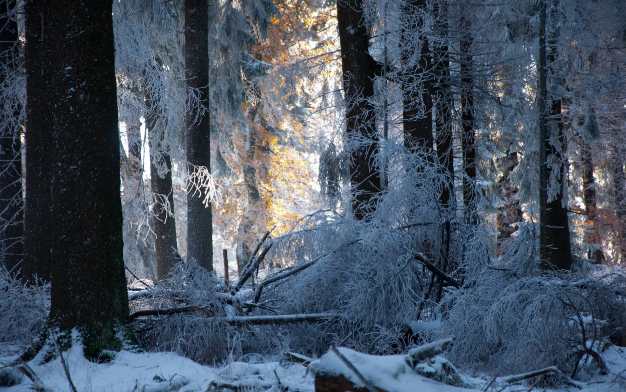 Зимний лес