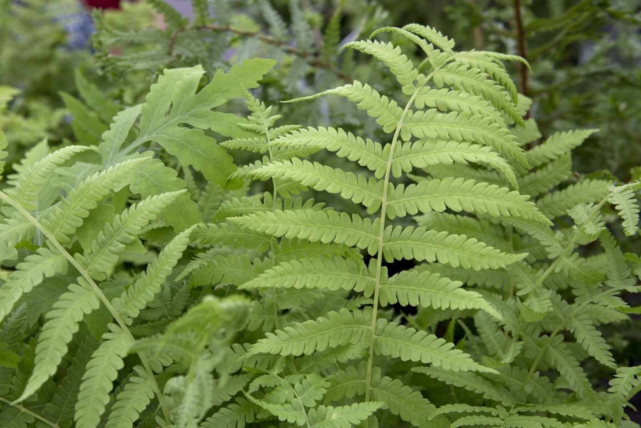 Нефролепис сердцелистный (Nephrolepis cordifolia)