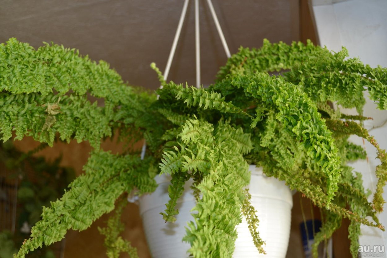 Athyrium spicatum