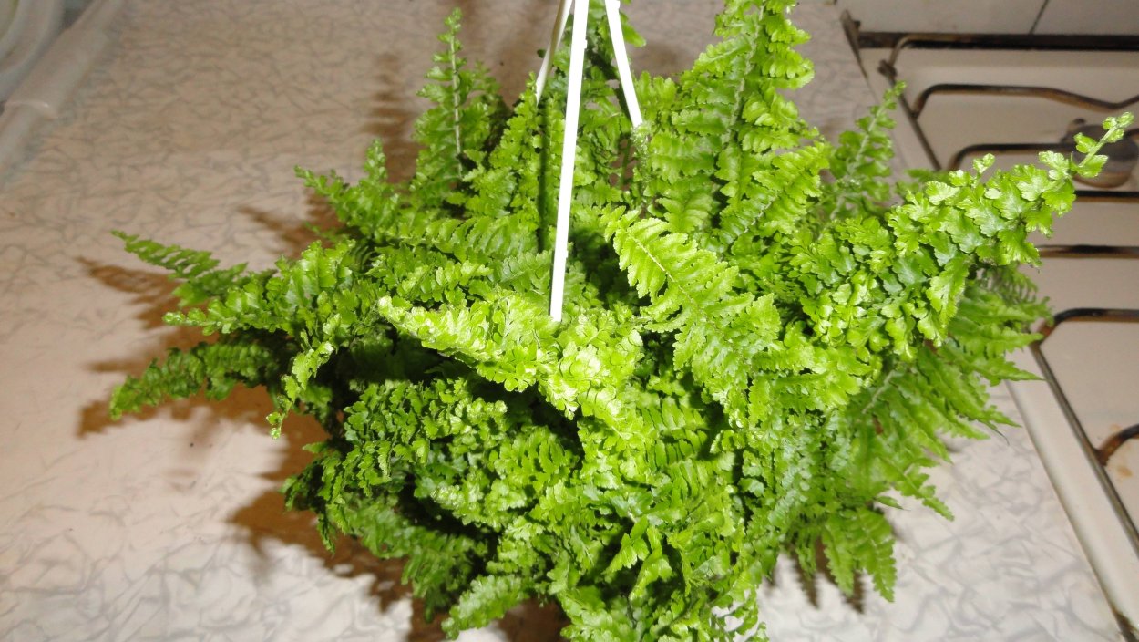 Горный папоротник
