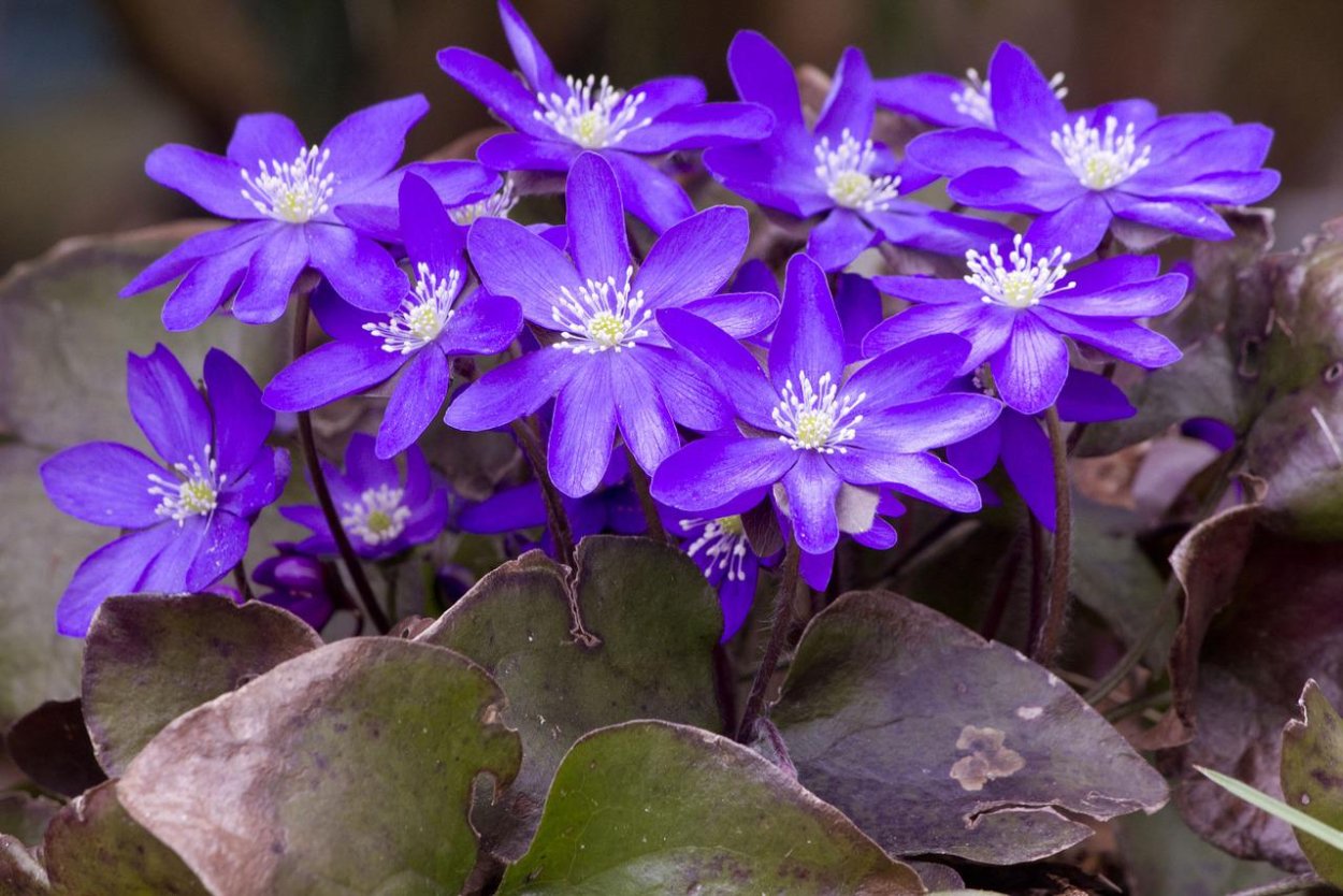 Hepatica Nobilis 'Purple Forest'