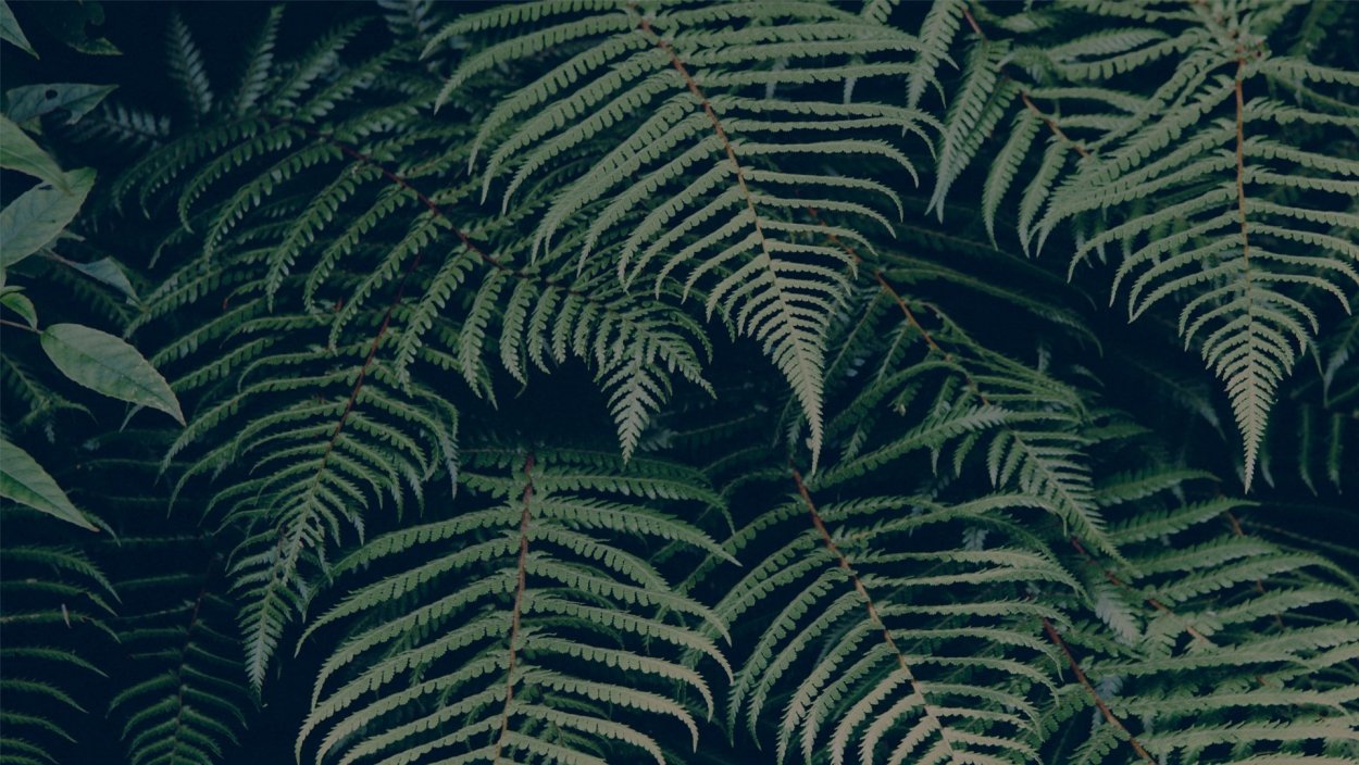 Aesthetic изумрудный папоротник